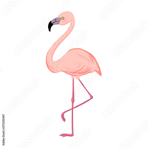 vector drawing Flamingo