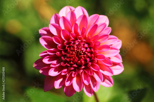 red flower in garden
