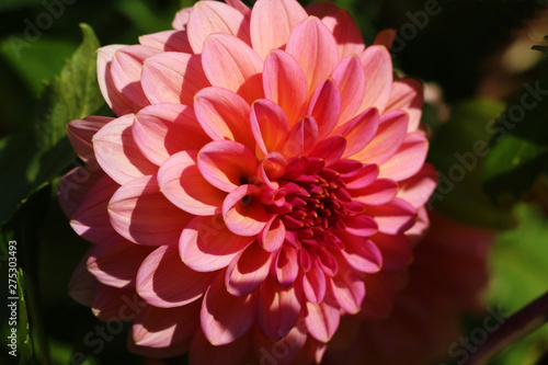 red flower in garden