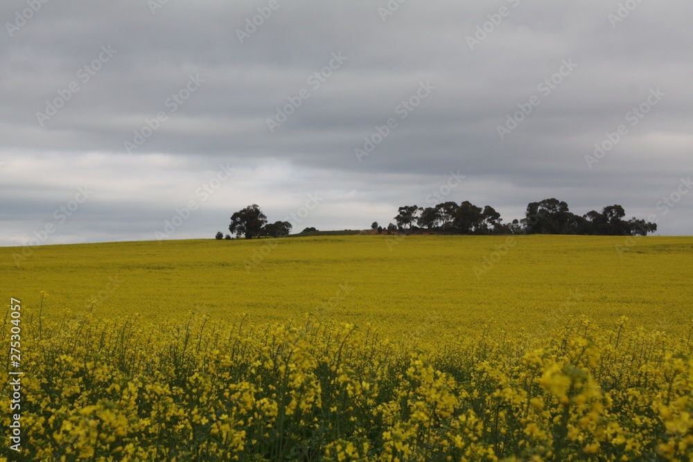 field, canola, yellow, nature, flowers