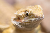 Portrait of the agama lizard on rock.