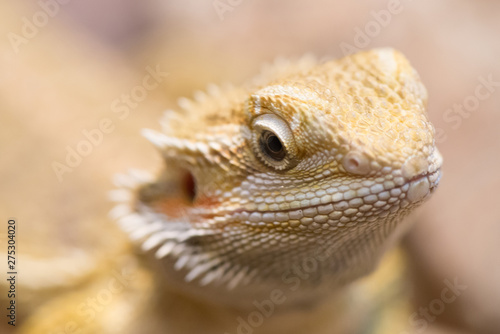 Portrait of the agama lizard on rock.