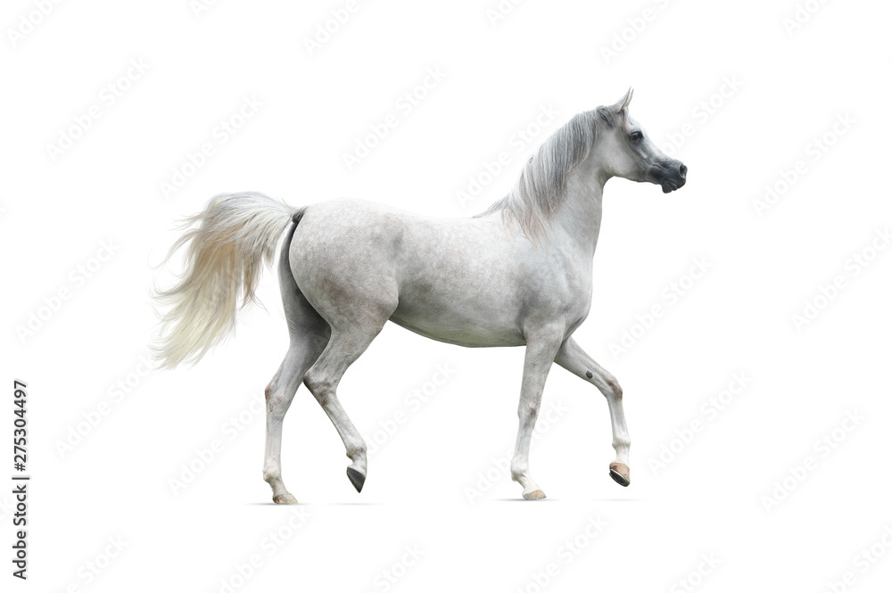 Gray arabian horse isolated on white