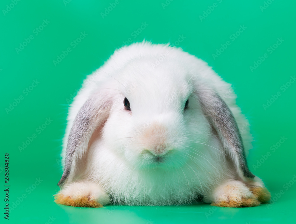 Cute rabbit with green background. Easter holiday concept Cute rabbit with green background. Easter holiday concept