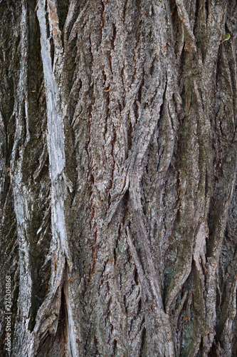 background texture bark of an old treebackground texture bark of an old treebackground texture bark of an old tree photo
