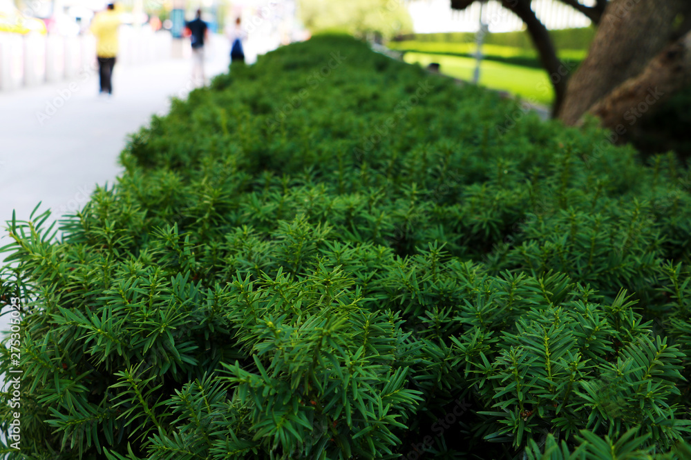 Nature background with green needle-like juniper leaves Nature background with green needle-like juniper leaves