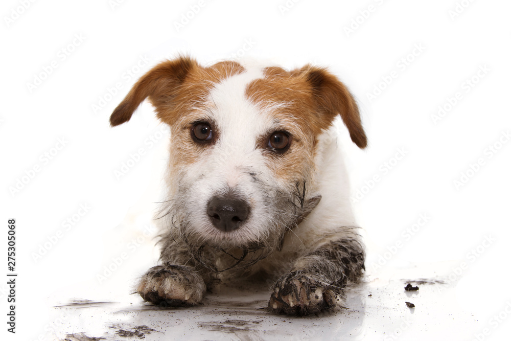 DIRTY DOG PORTRAIT. CUTE JACK RUSSELL AFTER PLAY INA MUD PUDDLE WITH A GUILTY EXPRESSION. ISOLATED ON WHITE BACKGROUND. DIRTY DOG PORTRAIT. CUTE JACK RUSSELL AFTER PLAY INA MUD PUDDLE WITH A GUILTY EXPRESSION. ISOLATED ON WHITE BACKGROUND.