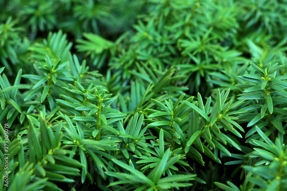 Branches of juniper, the evergreen coniferous plant with needle-like leaves Branches of juniper, the evergreen coniferous plant with needle-like leaves