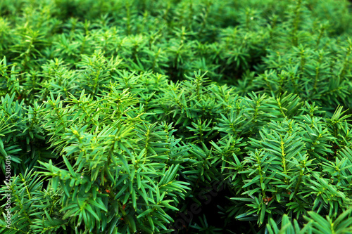 Green leaf on green background, Green leaf background, summer or spring season. Juniper