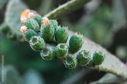 Detalle del fruto de un cactus chumbera photo