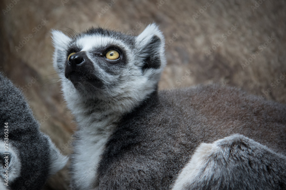 Fototapeta premium ring tailed lemur