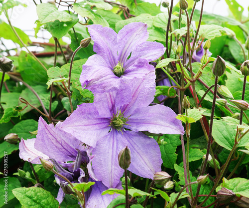 Clematis Prince Charles.