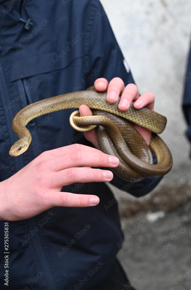 Fototapeta premium snake in the hand