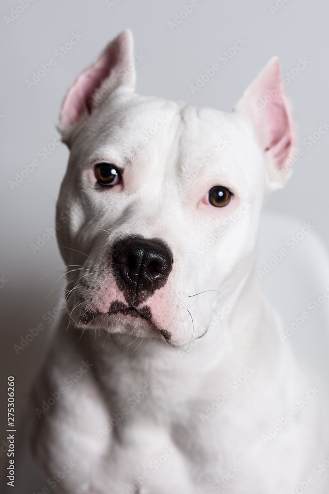 Portrait of cute pitbull terrier in front of white background.