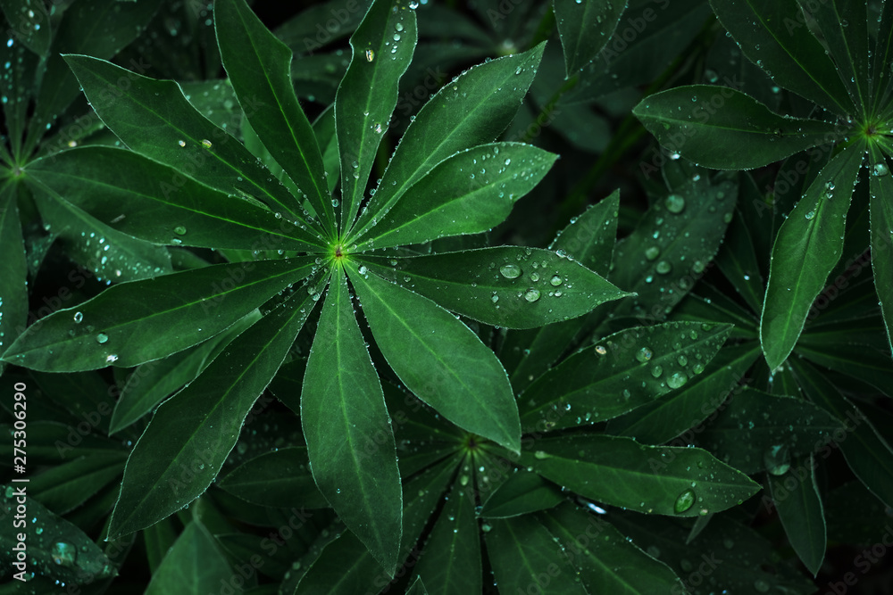 Fototapeta premium Green leaf with drops of drew background. Closeup, macro