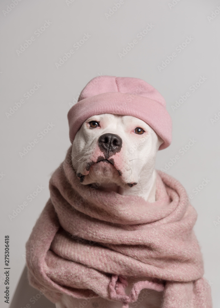 Portrait of white staffordshire bull terrier in pink hat and scarf sitting  in front of white background. Cool dog. Copy space