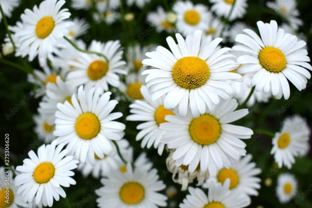 Beautiful white garden chamomiles on the flower bed Beautiful white garden chamomiles on the flower bed