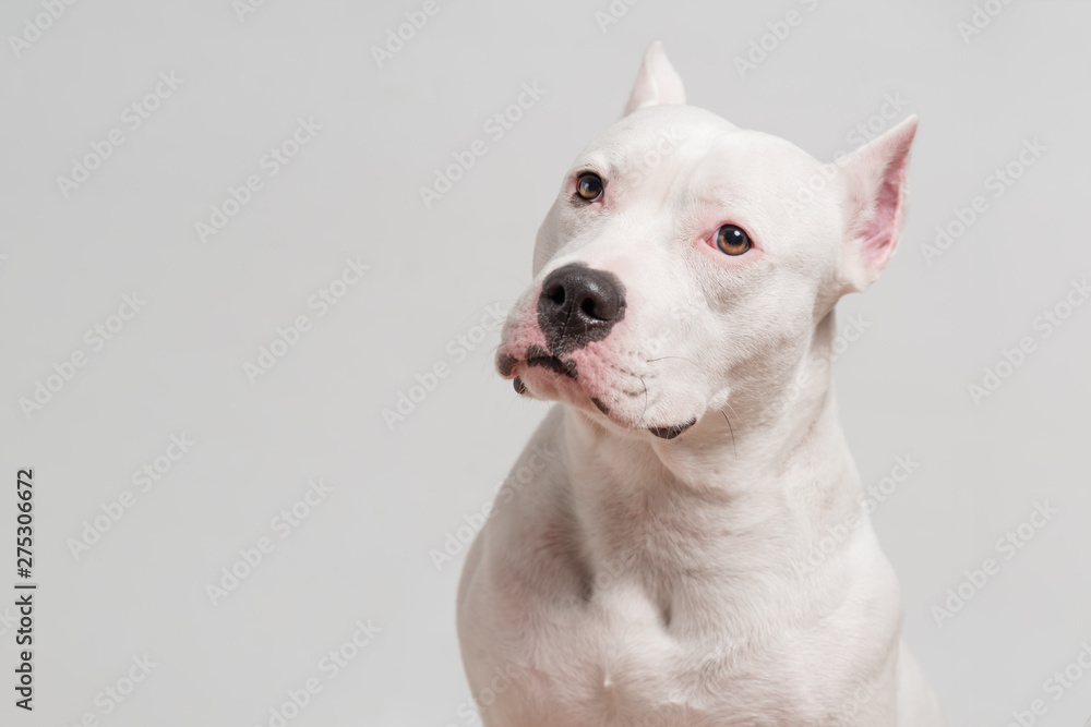 Portrait of cute pitbull terrier in front of white background. Copy space