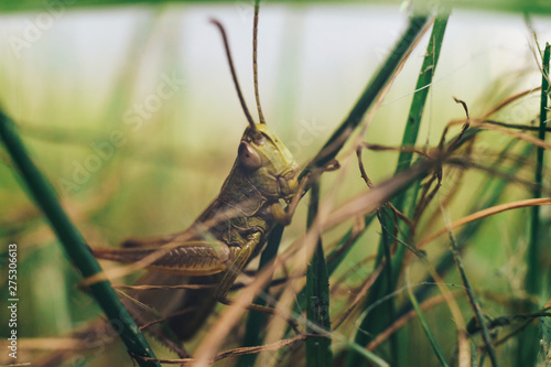 Fotografia Grasshopper skipjack  in the grass close up