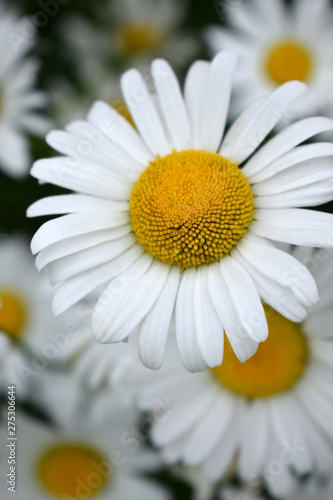 Beautiful white garden chamomiles on the flower bed