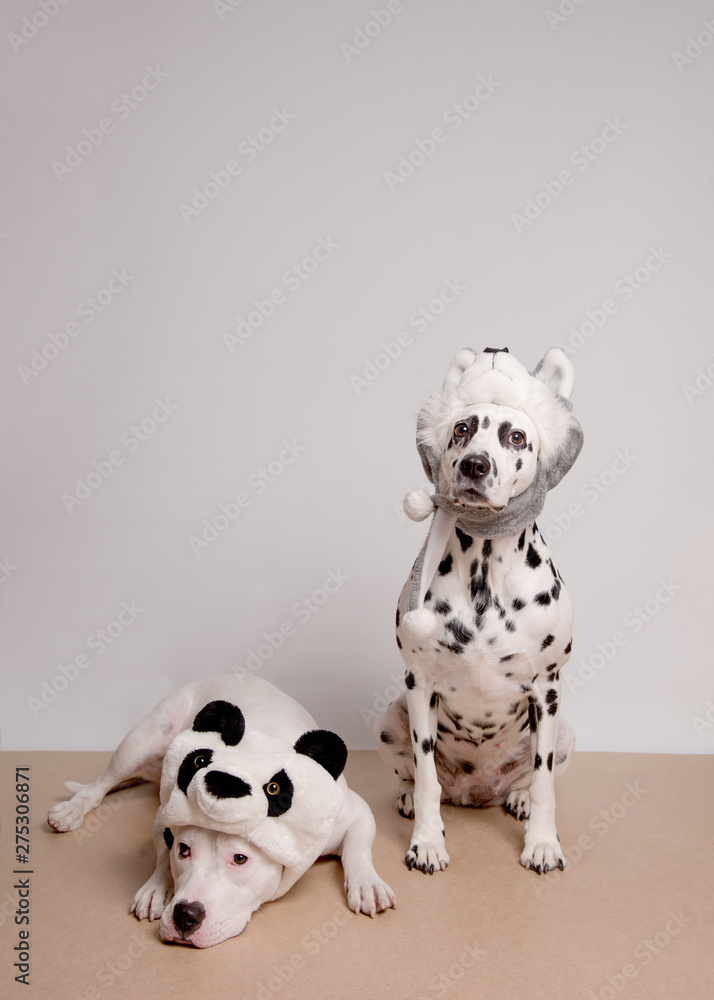 Two dogs in funny hats posing in front of camera on white background. White pitbull terrier and dalmatian dog in hats of panda and husky. Boring tired friend