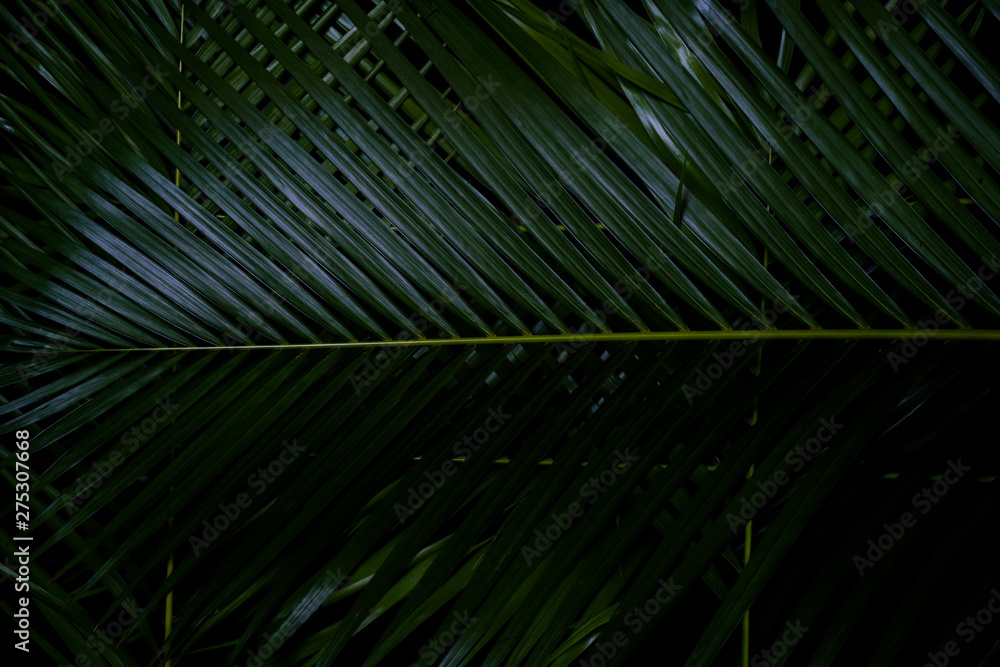 Green leaf layout, dark tropical tone, creative, Wang Rabat natural summer concept, Phuket Thailand Green leaf layout, dark tropical tone, creative, Wang Rabat natural summer concept, Phuket Thailand