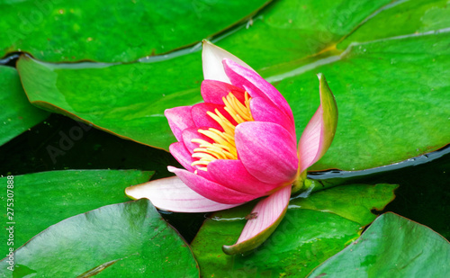 Waterlily.