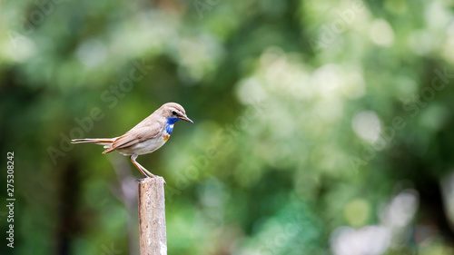 Little bird  bluethroat (Luscinia svecica cyanecula) on a wooden fence pillar against green blurred nature background © mark_ka