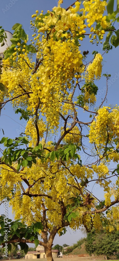 Fototapeta premium autumn leaves on tree