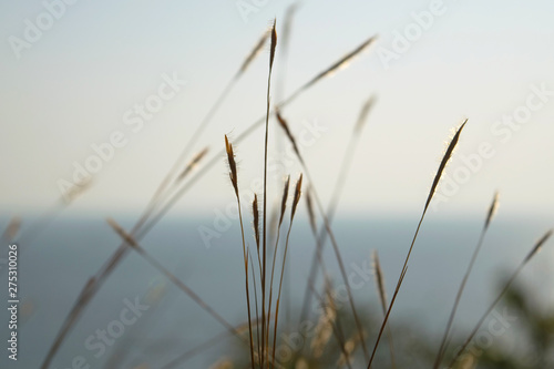 Natural summer plant skyline background with wild meadow grass, close-up macro in nature, soft focus sea and coast at the back