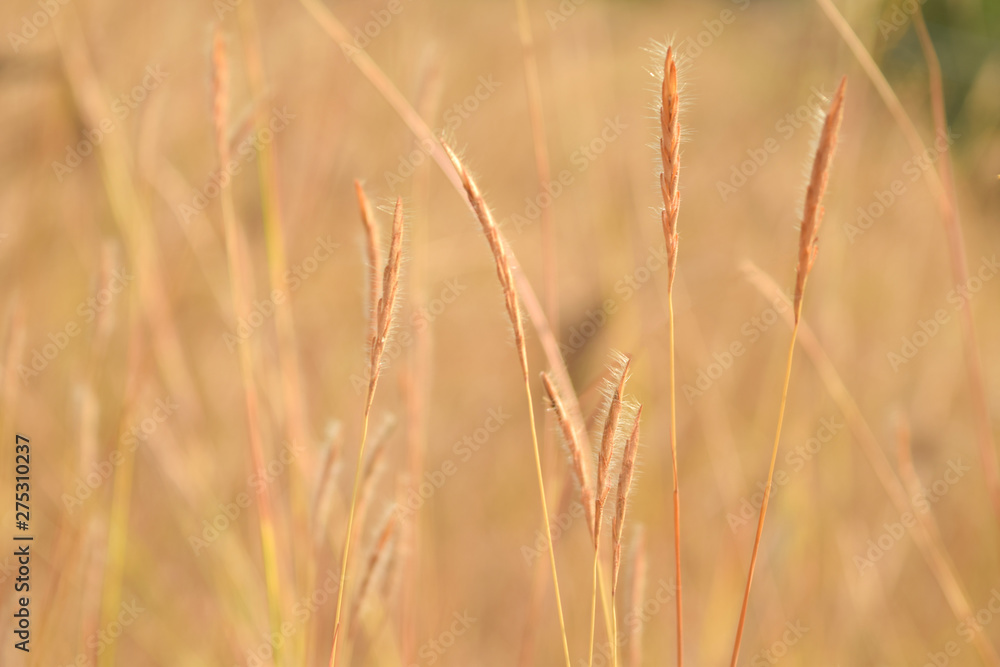 Soft blurred golden wheat field grass background. Ears of golden wheat close up. Rural Scenery. Background of ripening ears of meadow wheat field Soft blurred golden wheat field grass background. Ears of golden wheat close up. Rural Scenery. Background of ripening ears of meadow wheat field