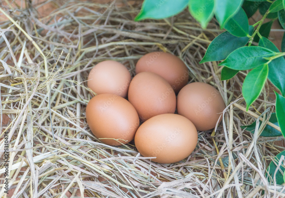 Close up group chicken eggs on straw with wooden under green leaf.Fresh chicken 's nest eggs on grass for cooking high nutrition healthy food with blurred background. Close up group chicken eggs on straw with wooden under green leaf.Fresh chicken 's nest eggs on grass for cooking high nutrition healthy food with blurred background.