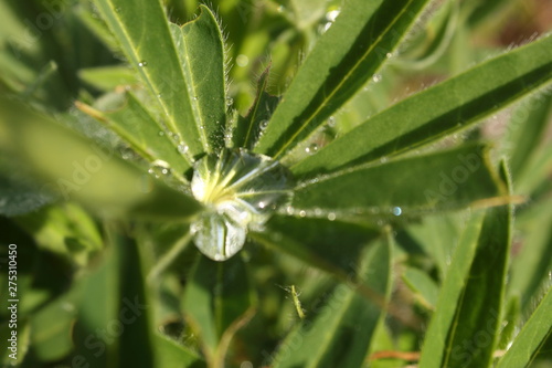 Rosée sur la feuille