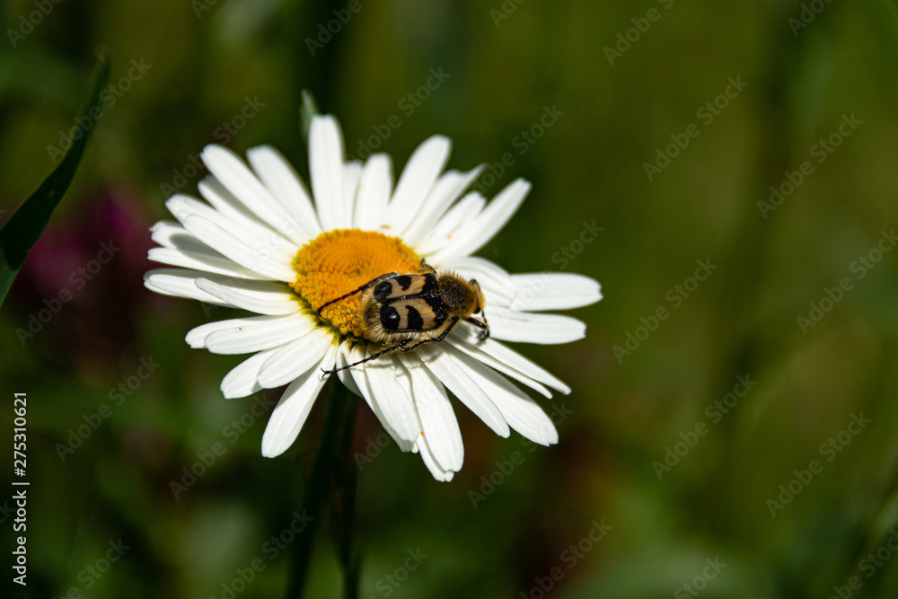 white daisy flowers as a sign of summer white daisy flowers as a sign of summer