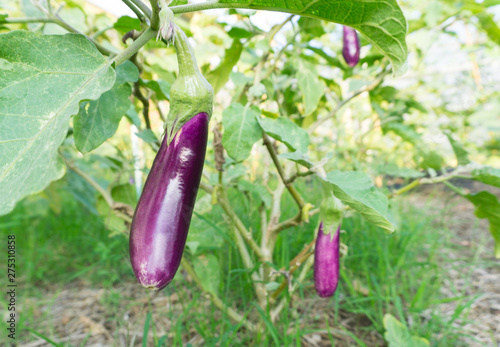 Violet eggplant organic vegetables with droplets on tree in vegetable farm,healthy food high fiber for raw cooking.