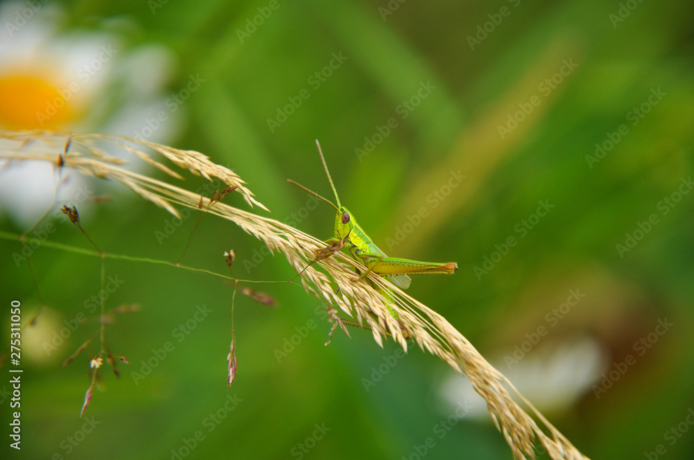 Fototapeta premium Green grasshopper sitting on grass stem