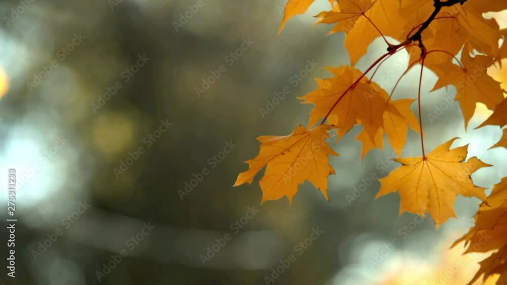 Autumn background-yellow maple leaves in the city Park Autumn background-yellow maple leaves in the city Park