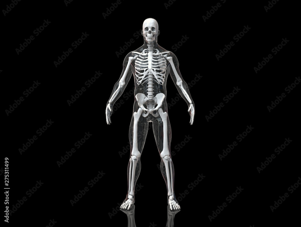 Human skeleton with transparent body isolated in black background 3d render