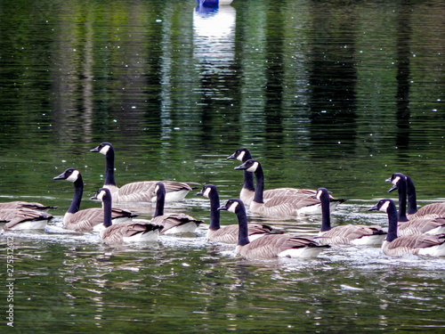 Fotografía Gaggle of Geese Swimming in the Waters of Twin Lakes in Arlington, WA