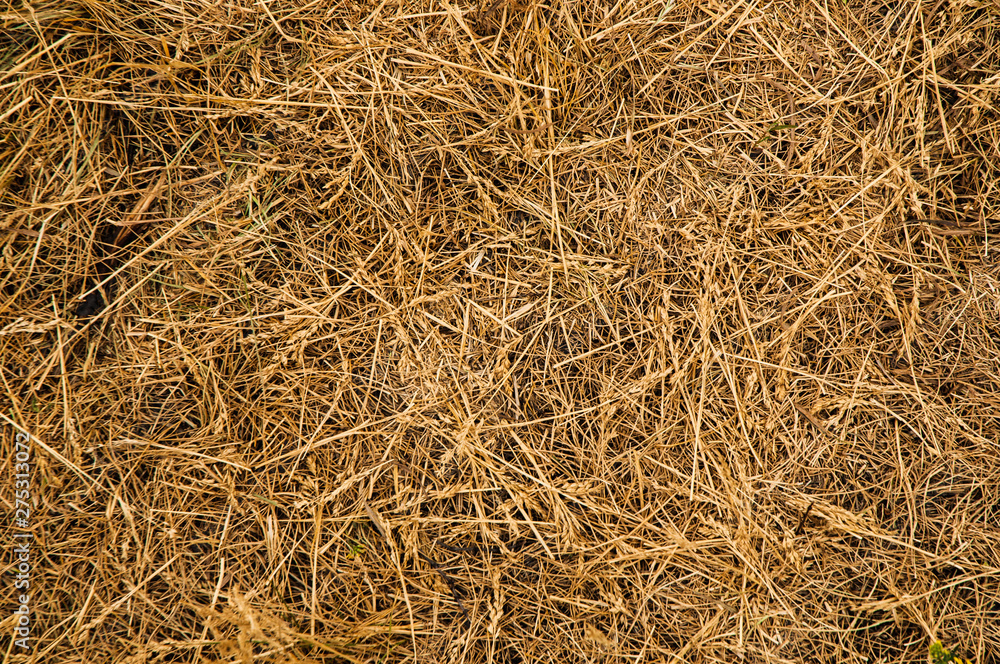 texture of hay texture of hay