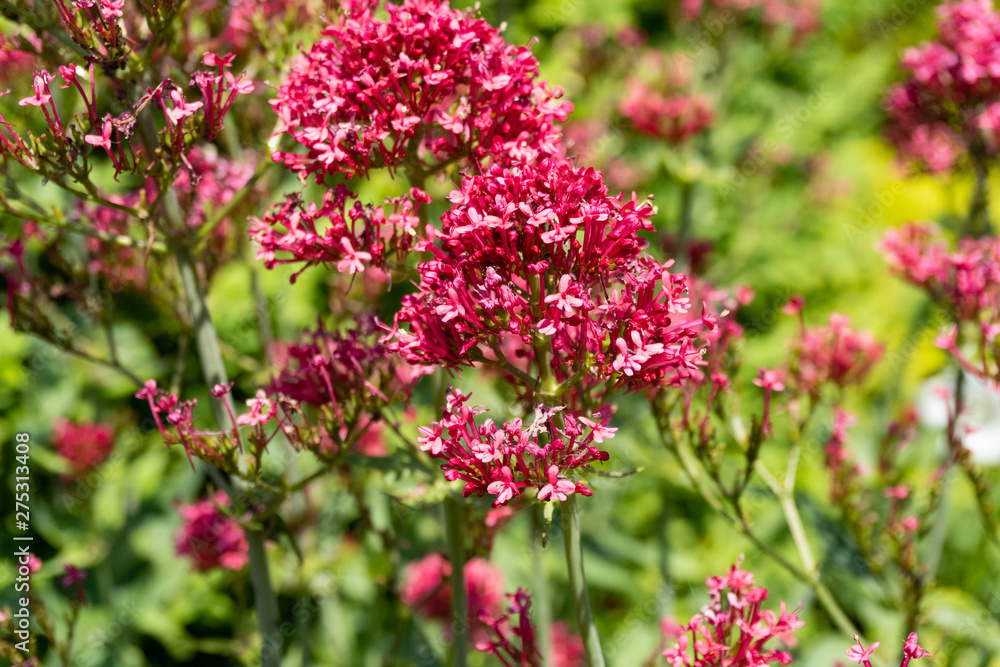 Obraz premium Close up of red flower heads in the sunlight