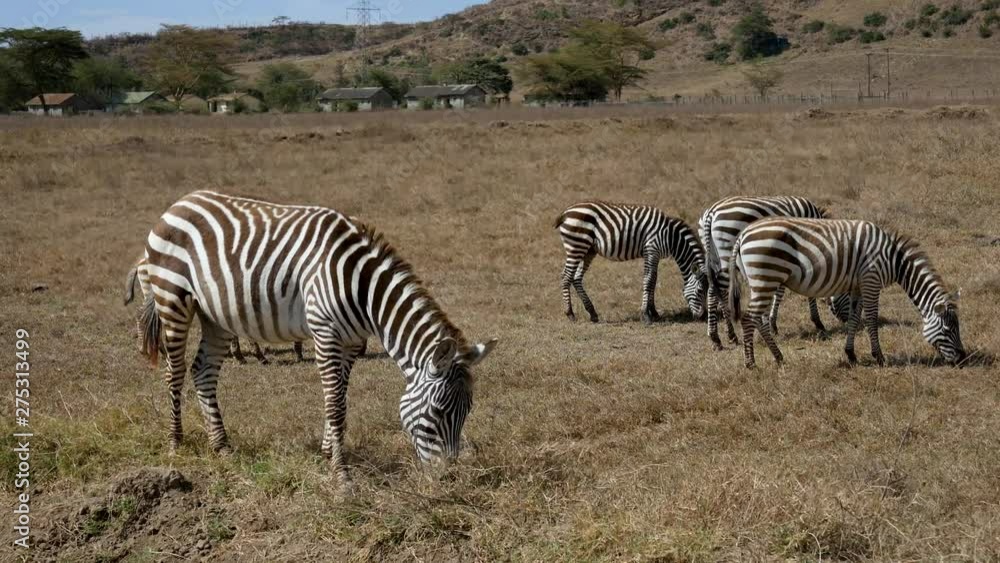 Zebras Grazing Next To The Houses Of People In Africa Zebras Grazing Next To The Houses Of People In Africa