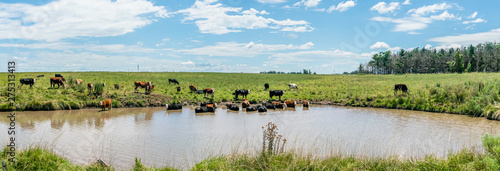 Cows searching for cooling in a small pond on the country side of Uruguay photo