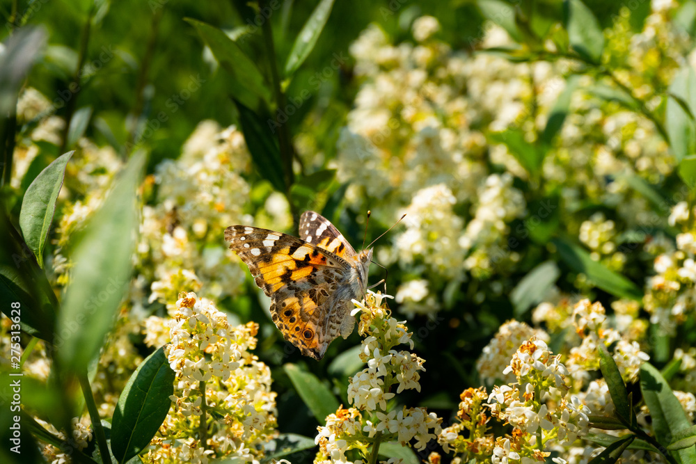 Close up of a detailed and colorful butterfly sitting on a flower head in the sunlight Close up of a detailed and colorful butterfly sitting on a flower head in the sunlight
