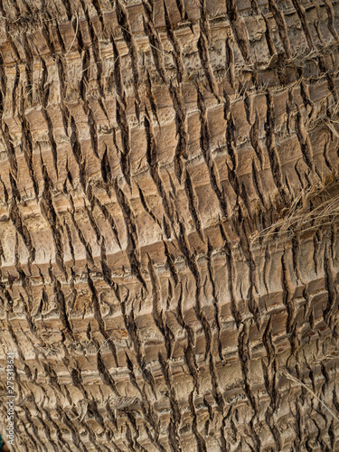 Palm tree trunk. Texture of tree bark. Thailand © alexkazachok