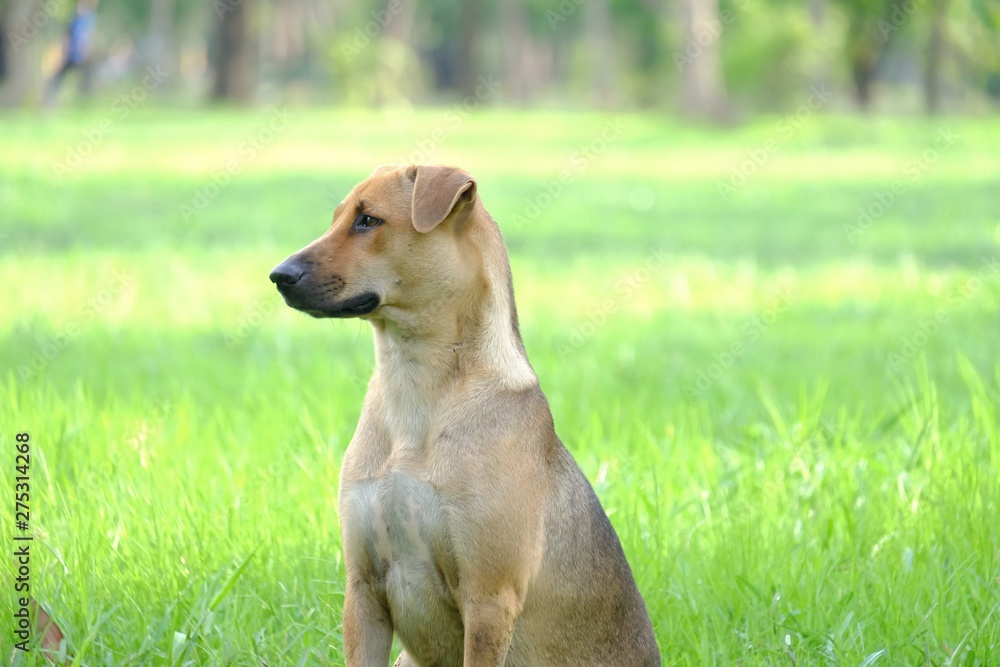 A Thai brown dog sitting on the green grass field with warm light and nature background 