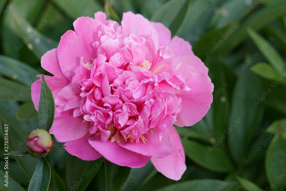 Large Peony flower.