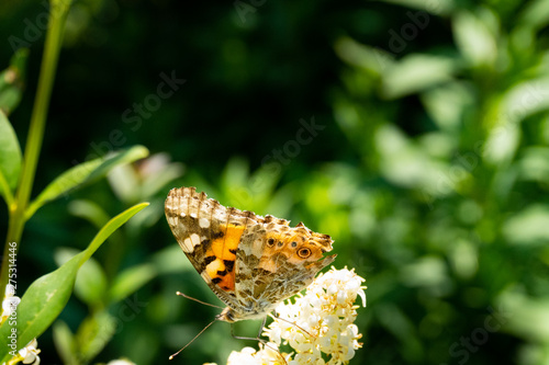 Close up of a detailed and colorful butterfly sitting on a flower head in the sunlight