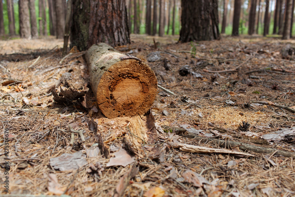 Felled timber in the forest Felled timber in the forest