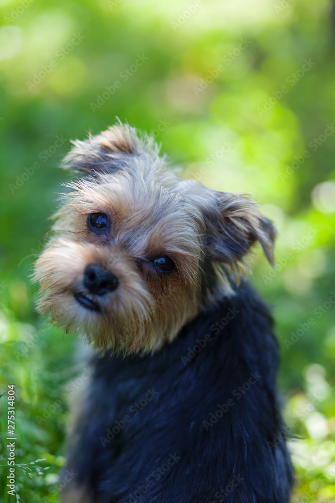 Beautiful yorkshire terrier on a grass